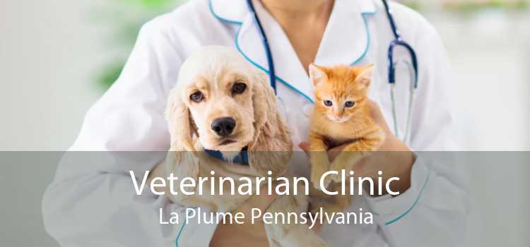 Veterinarian Clinic La Plume Pennsylvania