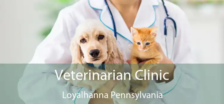 Veterinarian Clinic Loyalhanna Pennsylvania