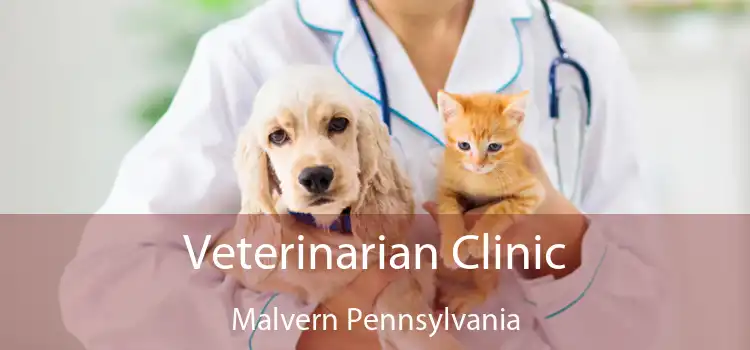 Veterinarian Clinic Malvern Pennsylvania