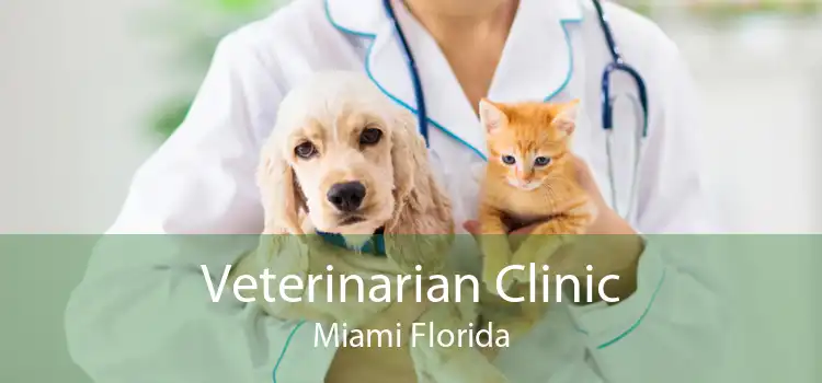 Veterinarian Clinic Miami Florida