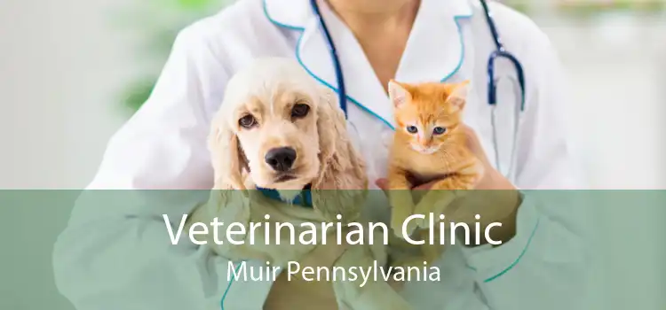 Veterinarian Clinic Muir Pennsylvania