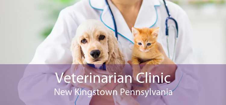 Veterinarian Clinic New Kingstown Pennsylvania