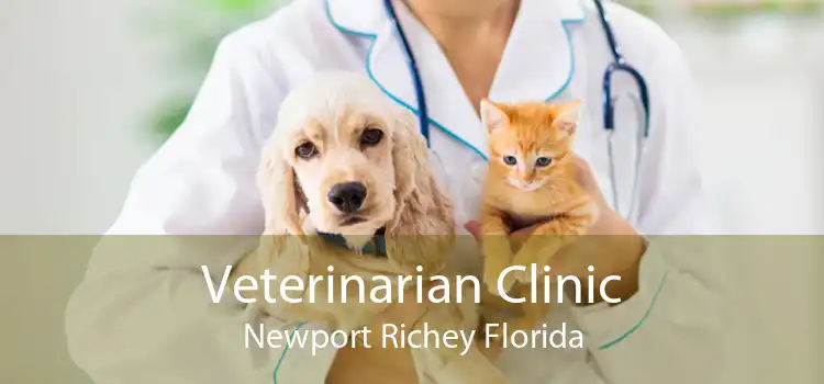 Veterinarian Clinic Newport Richey Florida