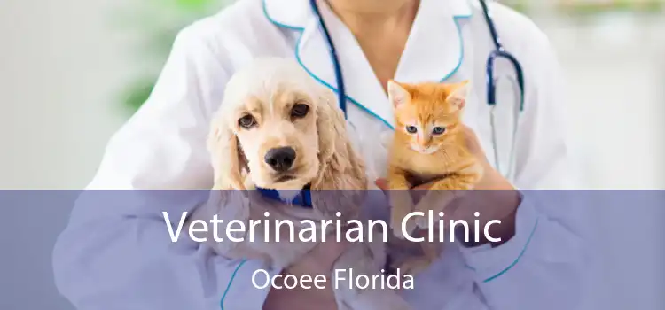 Veterinarian Clinic Ocoee Florida