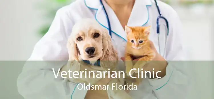 Veterinarian Clinic Oldsmar Florida