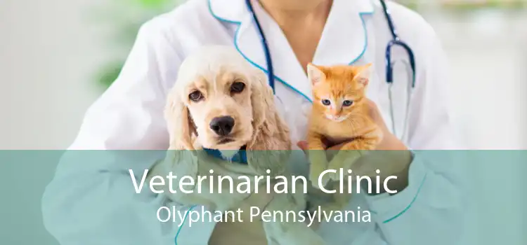 Veterinarian Clinic Olyphant Pennsylvania