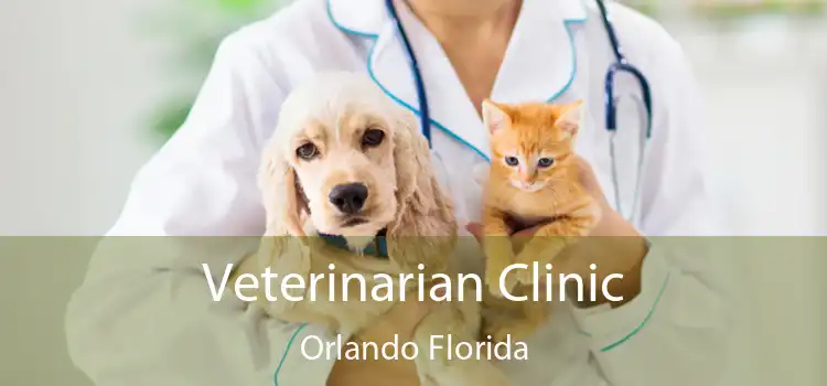 Veterinarian Clinic Orlando Florida