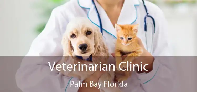 Veterinarian Clinic Palm Bay Florida