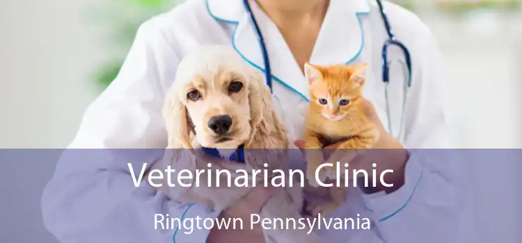 Veterinarian Clinic Ringtown Pennsylvania