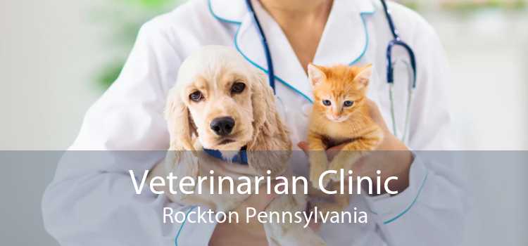 Veterinarian Clinic Rockton Pennsylvania