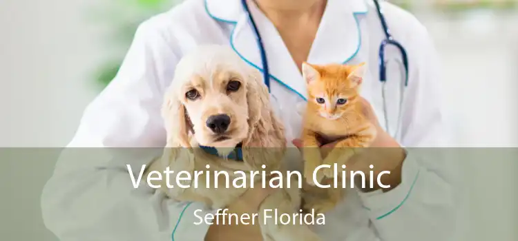 Veterinarian Clinic Seffner Florida