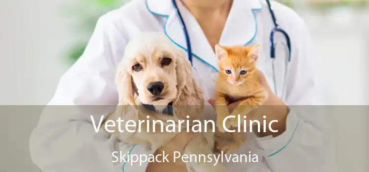 Veterinarian Clinic Skippack Pennsylvania