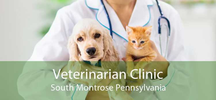 Veterinarian Clinic South Montrose Pennsylvania