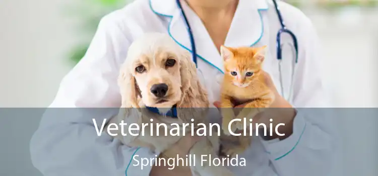 Veterinarian Clinic Springhill Florida