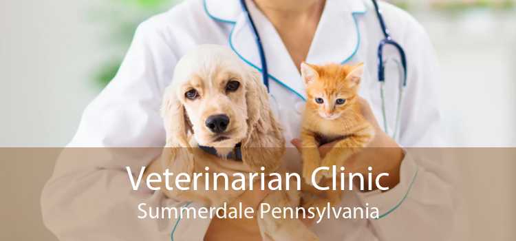 Veterinarian Clinic Summerdale Pennsylvania