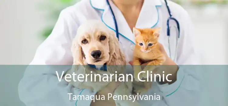 Veterinarian Clinic Tamaqua Pennsylvania