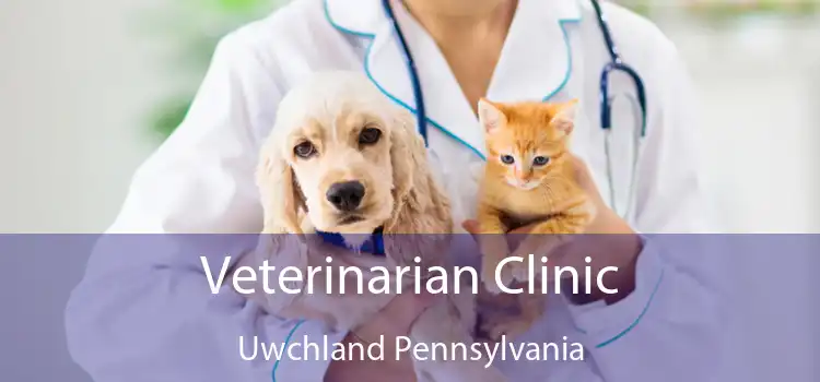 Veterinarian Clinic Uwchland Pennsylvania