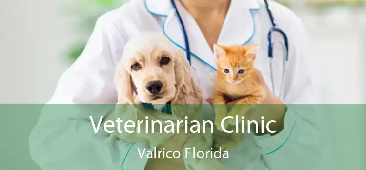 Veterinarian Clinic Valrico Florida
