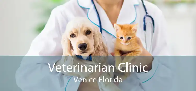 Veterinarian Clinic Venice Florida