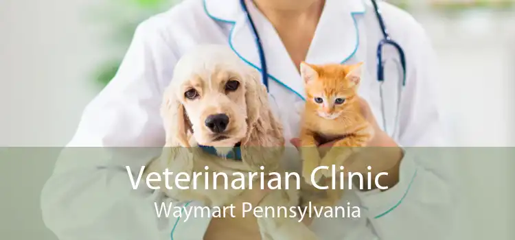 Veterinarian Clinic Waymart Pennsylvania