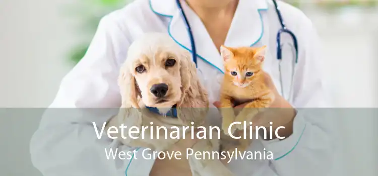Veterinarian Clinic West Grove Pennsylvania