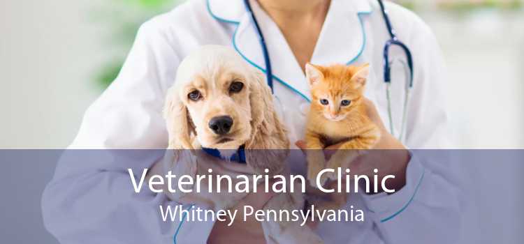 Veterinarian Clinic Whitney Pennsylvania