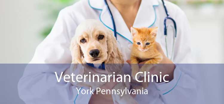 Veterinarian Clinic York Pennsylvania