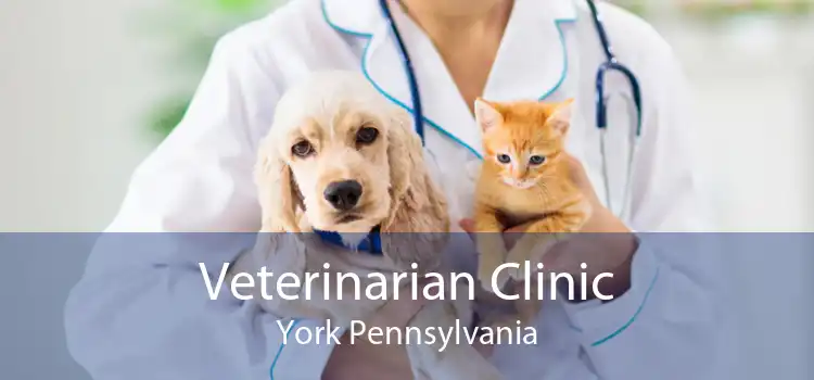 Veterinarian Clinic York Pennsylvania