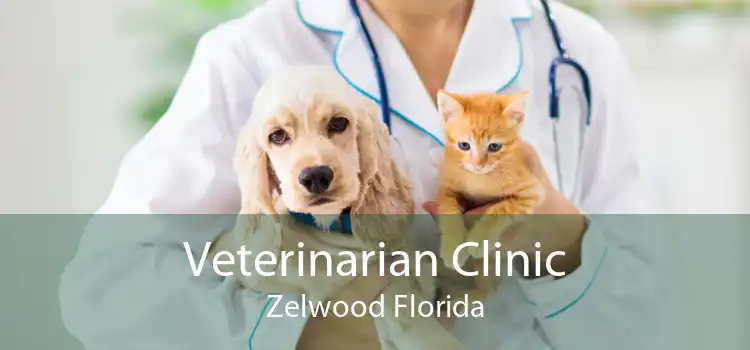 Veterinarian Clinic Zelwood Florida