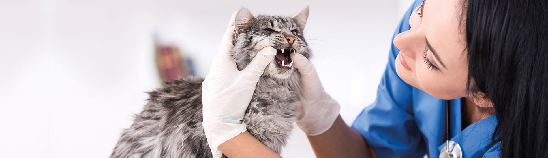 Emergency Vet Southwest 24 Hour Emergency Vet Near Me