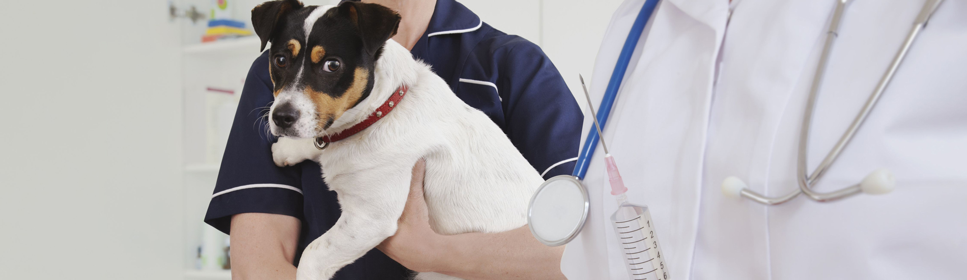 Dog Vaccinations Low Cost Dog Vaccinations Near Me Dog vaccinations low cost dog vaccinations near me