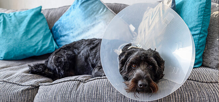 animal hospital nutritional counseling Spaying And Neutering inÂ Byrnedale