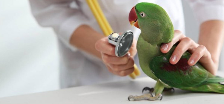 animal hospital nutritional advisory in Broomall