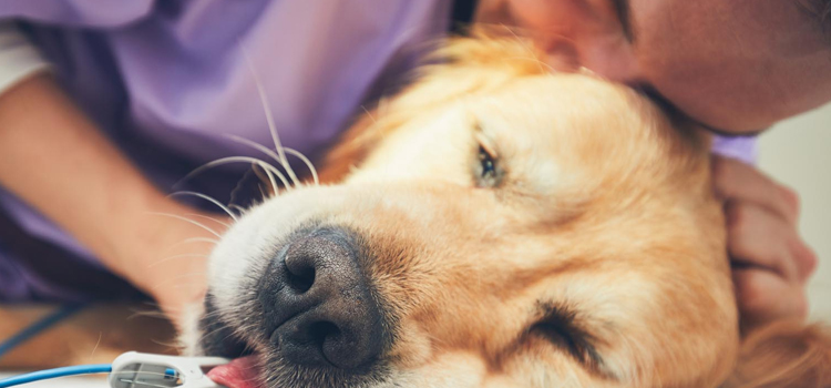animal hospital nutritional advisory in Avondale