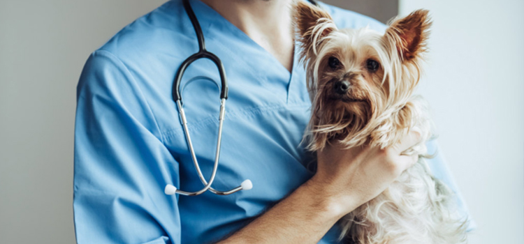 animal hospital nutritional consulting in Boca Raton