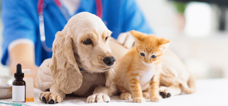 animal hospital nutritional guidance