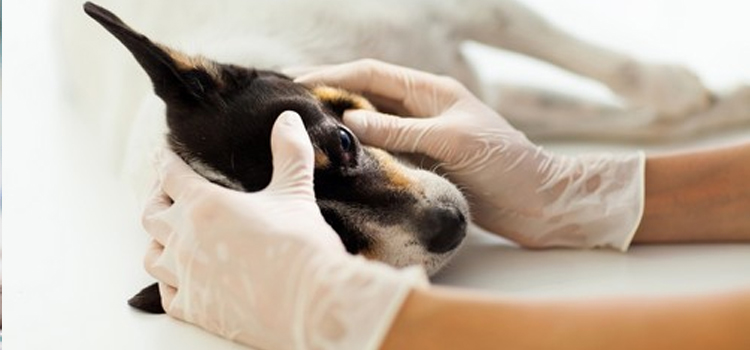 animal hospital nutritional consulting in Talmage