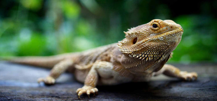 animal hospital nutritional advisory in Cassadaga