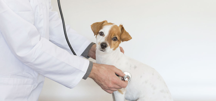 animal hospital nutritional consulting in Cape Coral