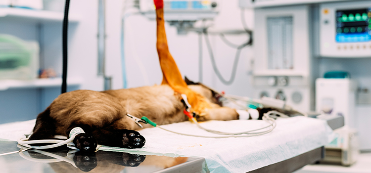 animal hospital nutritional consulting in Chalfont